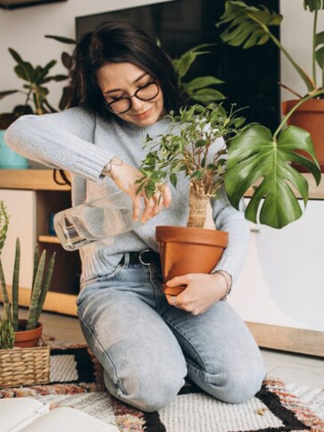 5 plantas que vão deixar sua casa mais aconchegante