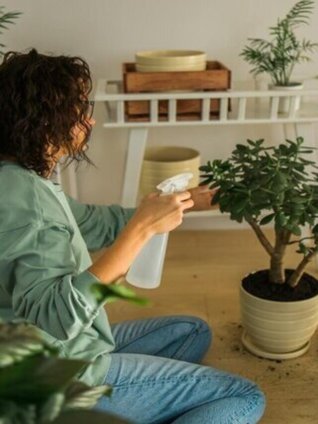 9 Plantas de Interior para Deixar a Sala Perfumada